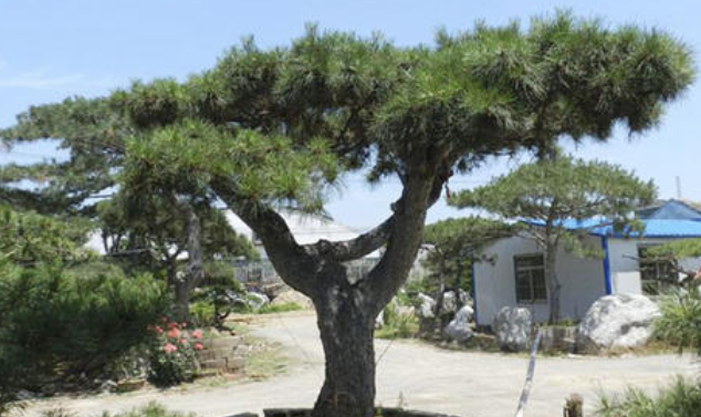 大型古松基地：大型古松種植時哪些問題需注意？